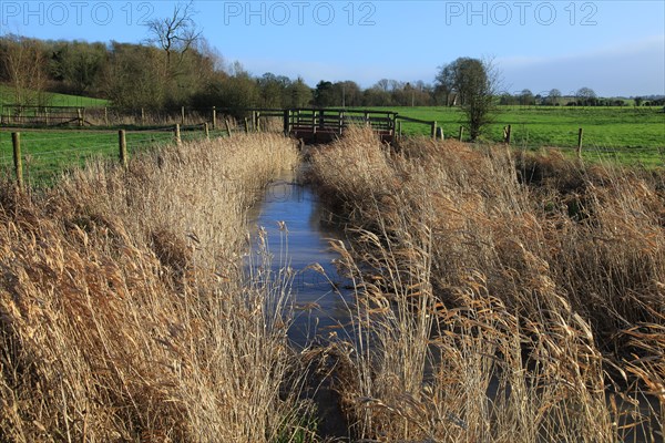 River Kennet flowing through reeds across fields at West Kennet, Wiltshire, England, UK