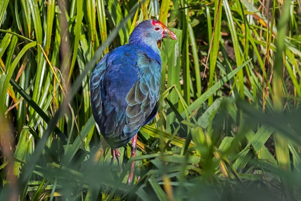 Western swamphen, sultana bird (Porphyrio porphyrio) foraging in reedbed of wetland