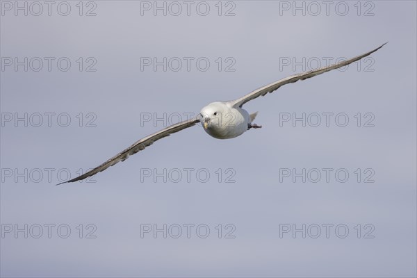 Northern fulmar (Fulmarus glacialis), in flight against the sky, Iceland, Europe