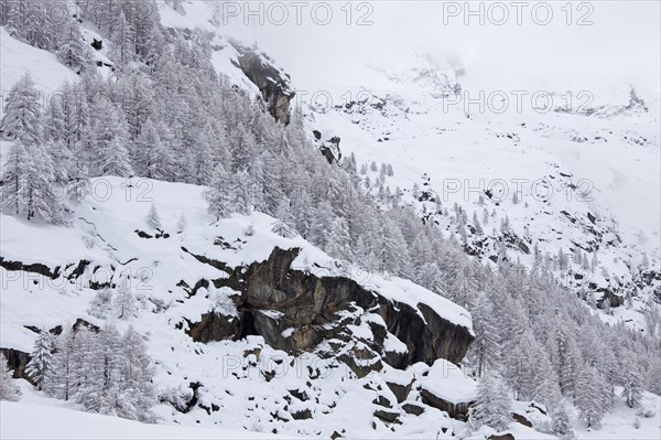 Larch trees in the snow in winter in mountain valley of the Gran Paradiso National Park, Valle d'Aosta, Italy, Europe