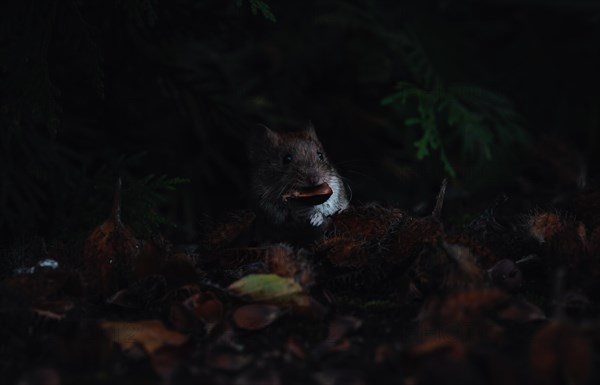 A small rodent (The field mouse (Microtus arvalis) peeps out of the darkness of the forest, Stuttgart, Germany, Europe