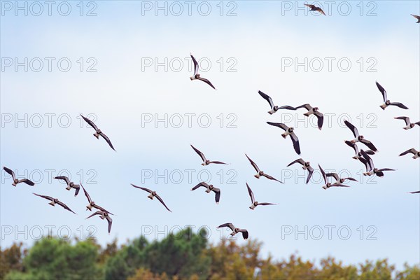 A flock of lapwings flying in formation over an autumn sky, Reserve Ornithologique Du Teich, Gironde, France, Europe