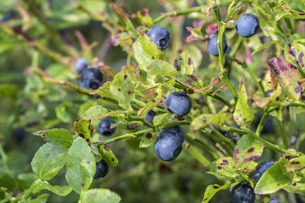 European blueberry, bilberry, whortleberry (Vaccinium myrtillus), close up of leaves and berries
