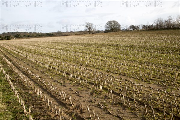 Field of stubble in winter Sutton, Suffolk, England, UK