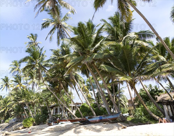 Brightly coloured fishing canoes under coconut palm trees of tropical sandy beach, Mirissa, Sri Lanka, Asia