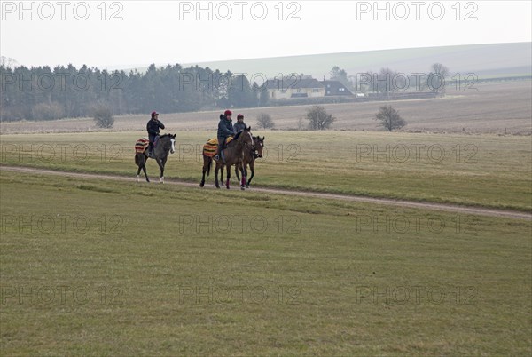 Horses being exercised on the gallops, Beckhampton, Wiltshire, England, UK