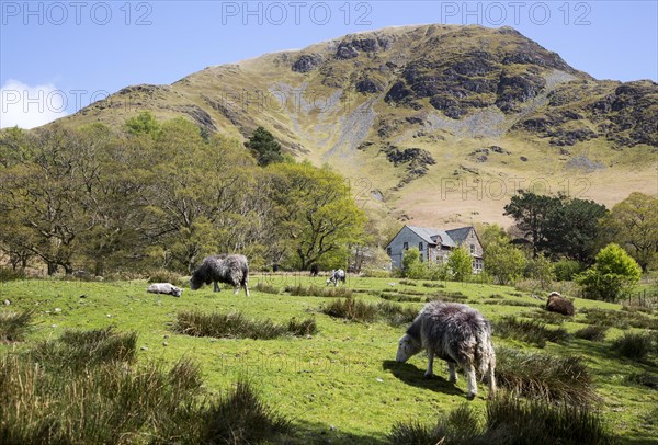 Robinson Fell, Buttermere, Lake District national park, Cumbria, England, UK