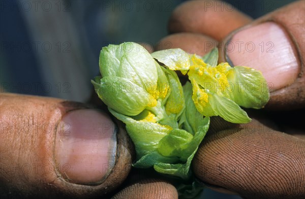 Close-up of hand holding hop cones (Humulus lupulus), Poperinge, Belgium, Europe