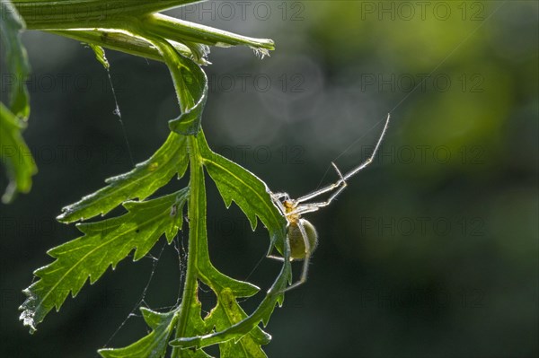 Comb-footed spider (Enoplognatha ovata)