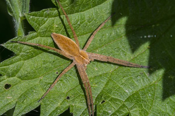 Nursery web spider (Pisaura mirabilis) on leaf