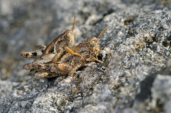 Pezotettix giornae, Pezotettix giornai, male and female couple mating on rock, La Brenne, France, Europe