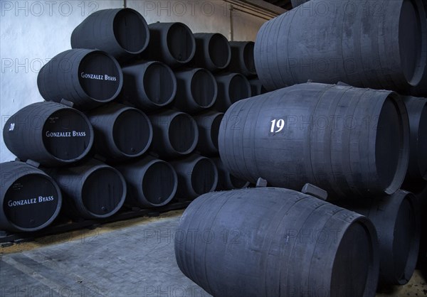 Oak barrels of maturing sherry wine cellar, Gonzalez Byass bodega, Jerez de la Frontera, Cadiz province, Spain, Europe