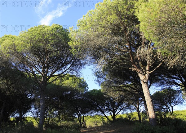 Stone pine trees, Pinus pinea, Parque Natural de Acantilado, Parque Natural de La Brena, Barbate, Cadiz province, Spain, Europe