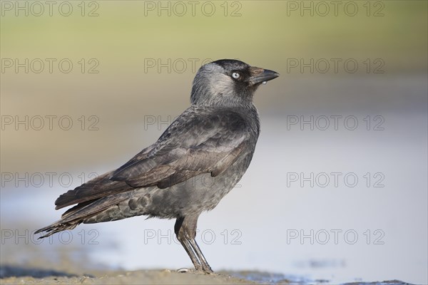 Western Jackdaw (Corvus monedula) on mud flat, Belgium, Europe