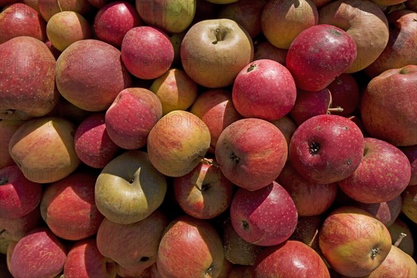 Pile of fallen apples for the production of fruit juice, Hesbaye, Belgium, Europe