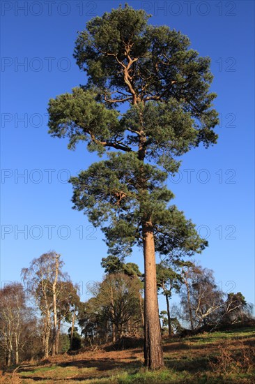 Scots pine trees Pinus sylvestris against blue sky on on heathland, Sutton Heath, Suffolk, England, UK