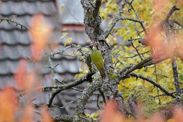 A green woodpecker climbing a tree covered with moss, autumn leaves and roof tiles in the background, Stuttgart, Germany, Europe