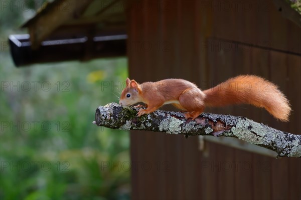 A squirrel balances on a branch in front of the wooden hut, alert and agile, Stuttgart, Germany, Europe