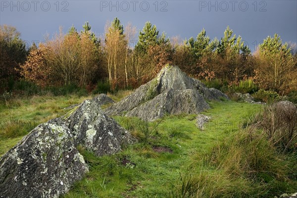 Druid hill, Broceliande at Paimpont, Brittany, France, Europe