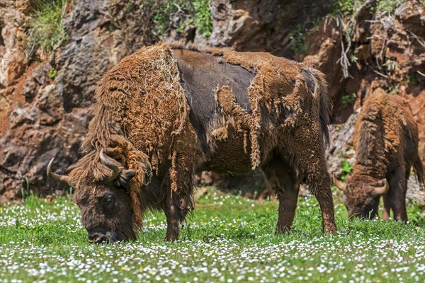 Moulting European bison, Wisent (Bison bonasus) grazing grass in meadow in spring, Cabarceno Natural Park, Penagos, Cantabria, Spain, Europe