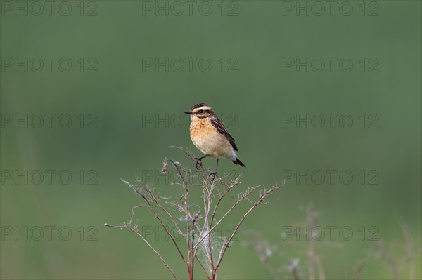 Whinchat (Saxicola rubetra) female perched