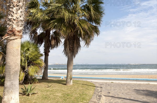 Palm trees sandy beach sea Melilla autonomous city state Spanish territory in north Africa, Spain, Europe