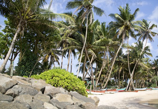 Brightly coloured fishing canoes under coconut palm trees of tropical sandy beach, Mirissa, Sri Lanka, Asia