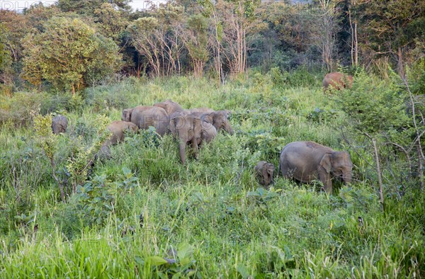 Wild elephants in Hurulu Eco Park biosphere reserve, Habarana, Anuradhapura District, Sri Lanka, Asia