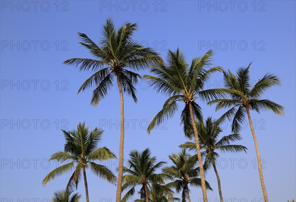 Coconut palm trees against deep blue sky, Nilavelli, Trincomalee, Sri Lanka, Asia
