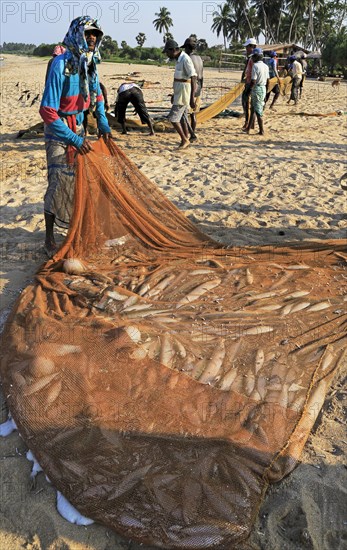 Traditional fishing hauling nets Nilavelli beach, near Trincomalee, Eastern province, Sri Lanka, Asia