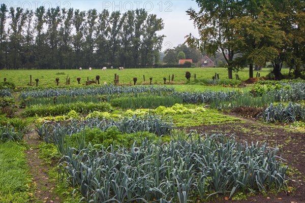 Salad, leek beds and other vegetables growing in kitchen garden, vegetable gardens, potager