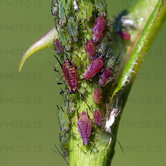 Aphids, plant lice (Aphidoidea)