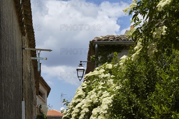 Elder (Sambucus) with flowers and old houses with a street lamp in Goudargues, Gard department, Occitanie region, France, Europe