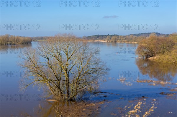Flooded river bank, riverbank at the Lower Saxon Elbe Valley Biosphere Reserve in winter, Lower Saxony, Niedersachsen, Germany, Europe