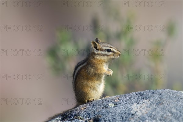 Least chipmunk (Tamias minimus, Neotamias minimus) on rock, native to North America