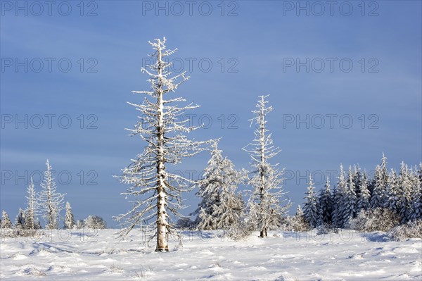 Snow covered burned spruce trees in frozen moorland in the nature reserve High Fens, Hautes Fagnes in winter, Belgian Ardennes, Belgium, Europe