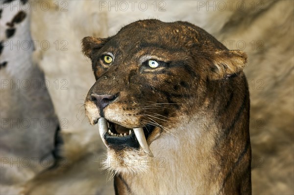 Close up of Smilodon, extinct saber-toothed cat at Prehisto Parc, theme park about prehistoric life at Tursac, Perigord, Dordogne, France, Europe