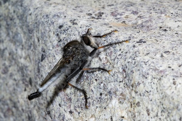 Robber fly, assassin fly (Pogonioefferia nemoralis) on rock in the Sonoran desert, Arizona, North America, US