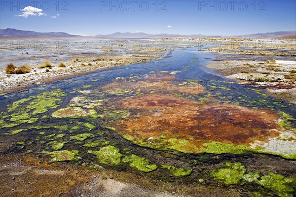 Algae rich hot springs run off at the altiplano of Bolivia