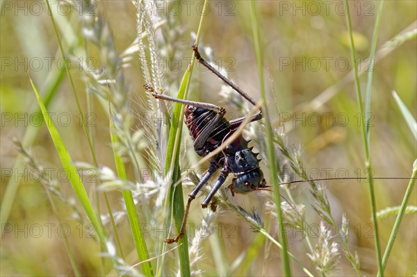 A grasshopper climbs up a blade of grass in detail, Namibia, Africa