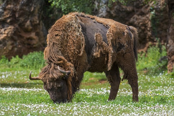 Moulting European bison, Wisent (Bison bonasus) grazing grass in meadow in spring
