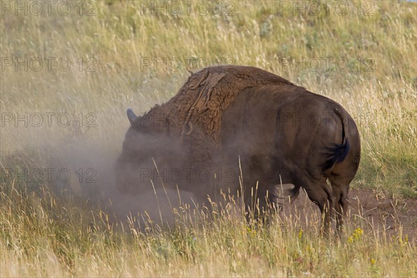 American bison, American buffalo (Bison bison) bull taking a sandbath, Waterton Lakes National Park, Alberta, Canada, North America