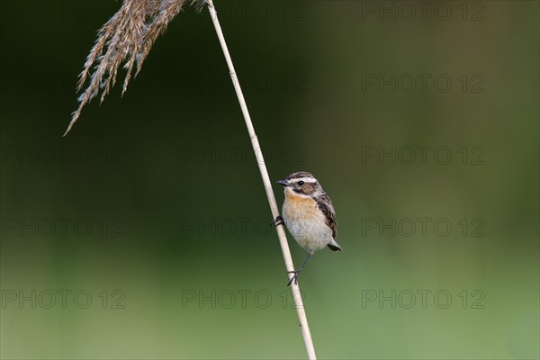 Whinchat (Saxicola rubetra) female perched