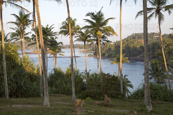 Tropical scenery of palm trees on a hillside by blue ocean, Mirissa, Sri Lanka, Asia