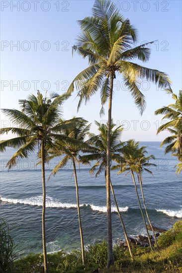 Tropical scenery of palm trees on a hillside by blue ocean, Mirissa, Sri Lanka, Asia