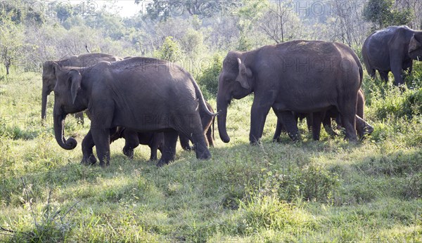 Wild elephants in Hurulu Eco Park biosphere reserve, Habarana, Anuradhapura District, Sri Lanka, Asia