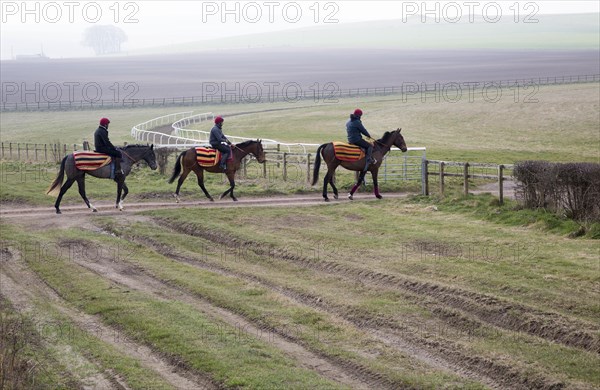 Horses being exercised on the gallops, Beckhampton, Wiltshire, England, UK