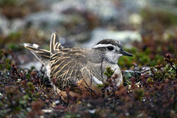 Eurasian Dotterel (Charadrius morinellus) nesting on the tundra, Sweden, Europe