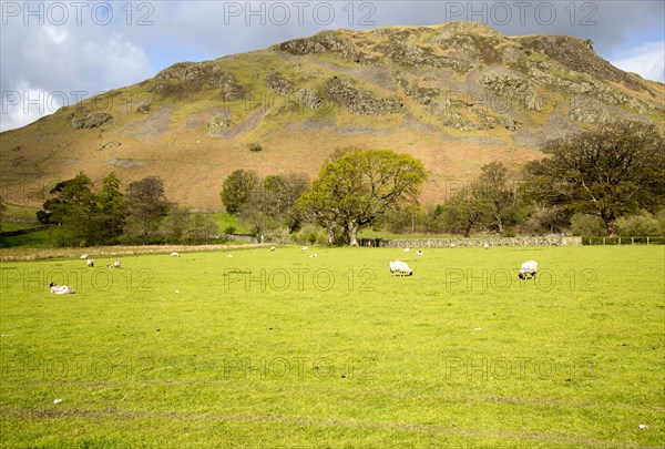 Hallin Fell, Howtown, Ullswater, Lake District national park, Cumbria, England, UK