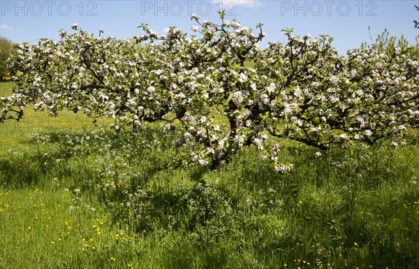 Spring blossom on trees in apple orchard and wildflower meadow, Wiltshire, England, UK